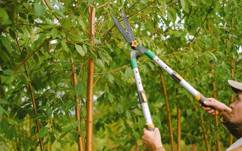 Tree trimming in Albion, WA